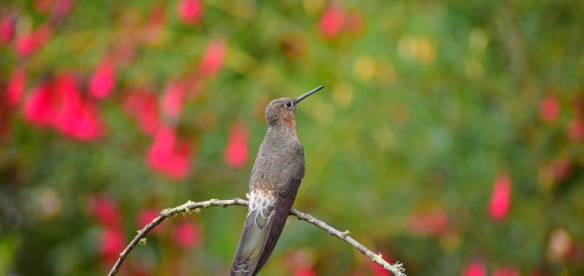 Giant Hummingbird
