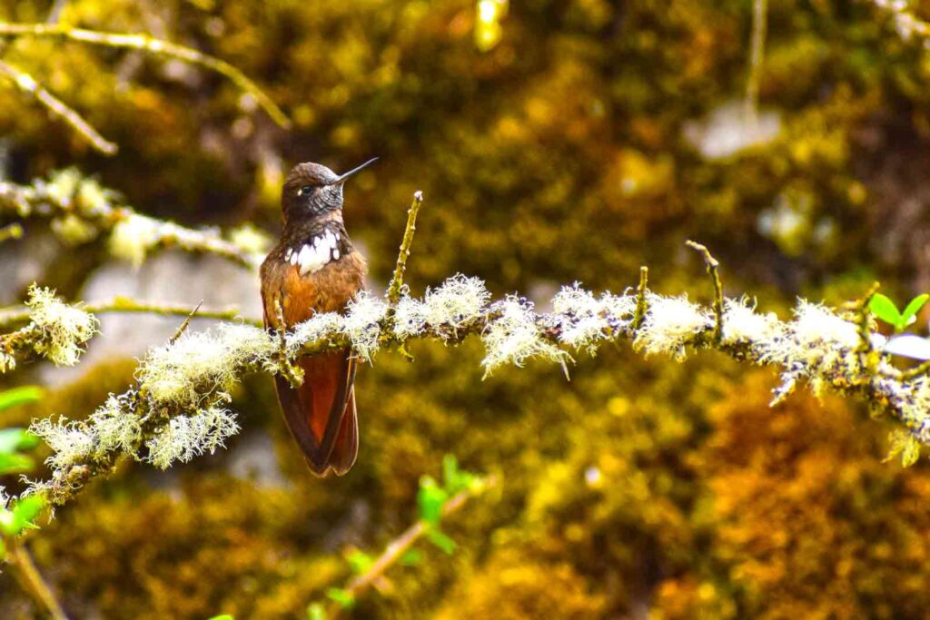 White-tufted-Sunbeam