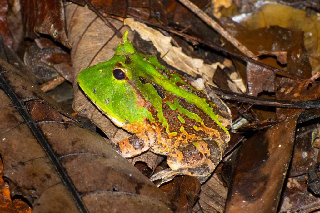 amazonian-horned-frog manu national park - amazonian-horned-frog