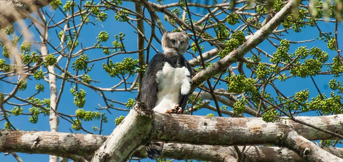 birdwatching in peru - harpy-eagle