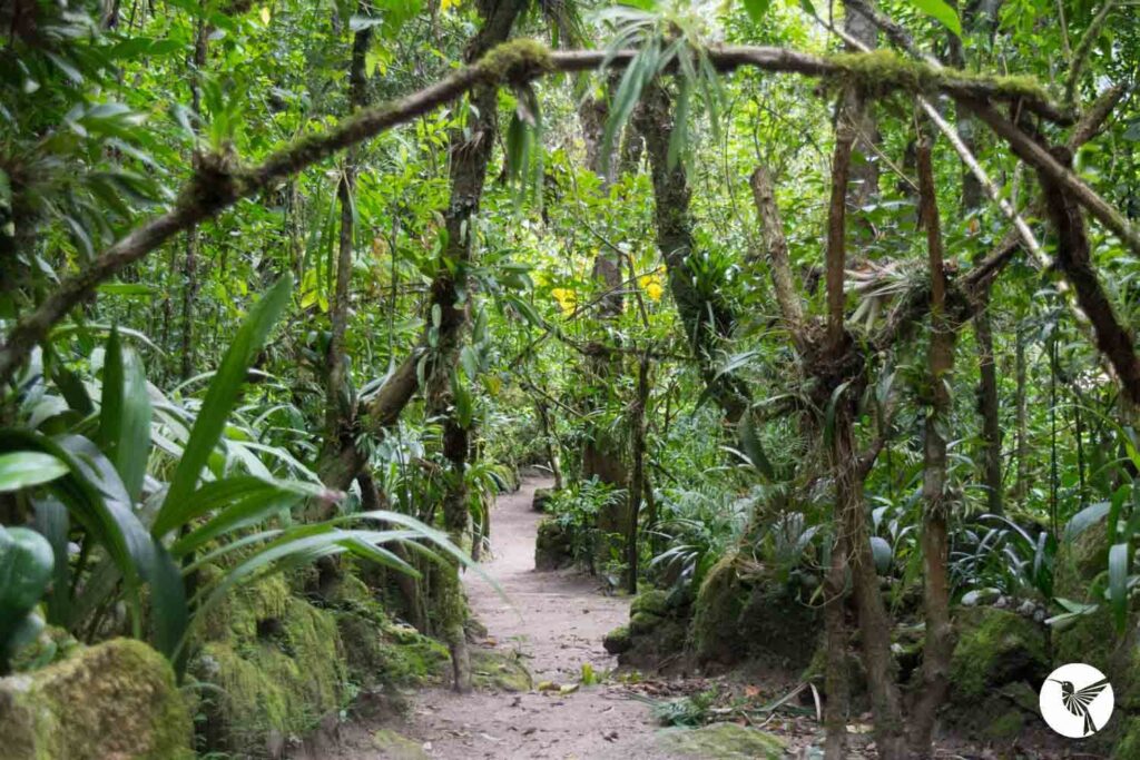 Machu-picchu-orchid-trail orchids-in-machu-picchu