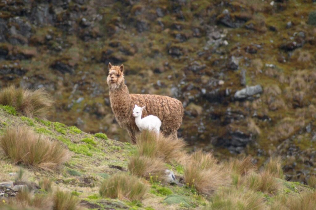Peruvian camelids - Alpaca Huacaya