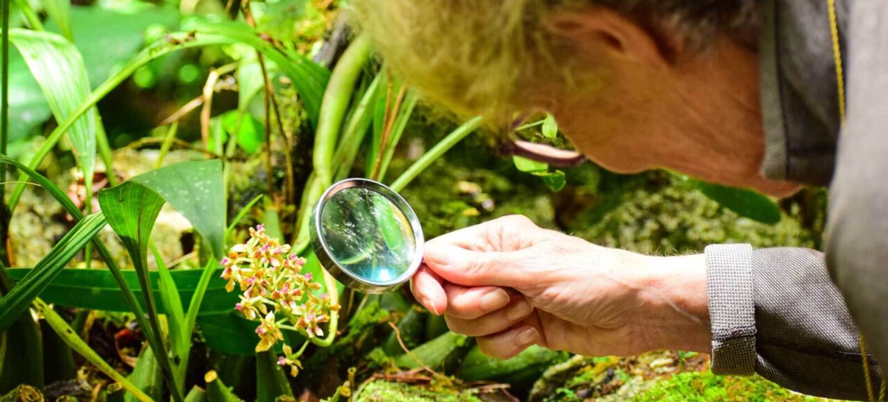 orchids-in-machu-picchu
