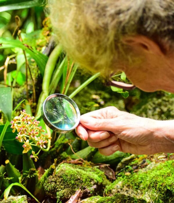 orchids-in-machu-picchu
