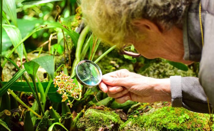 orchids-in-machu-picchu