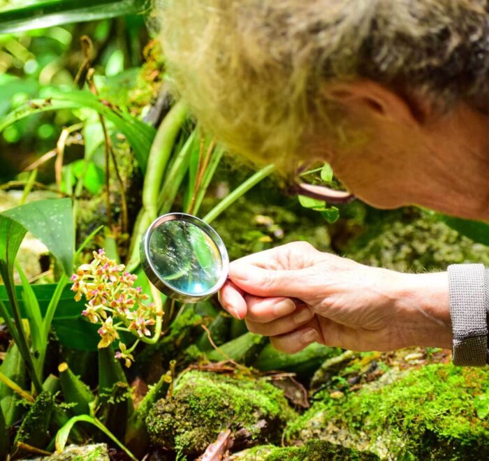 orchids-in-machu-picchu