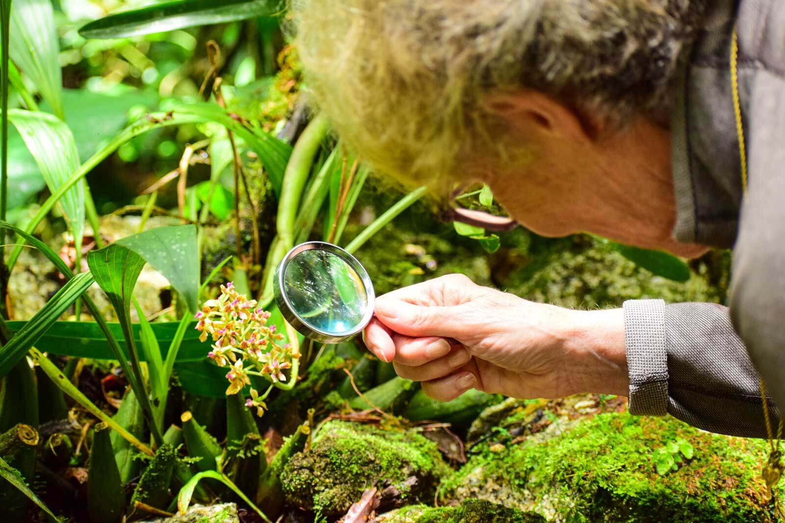 orchids-in-machu-picchu