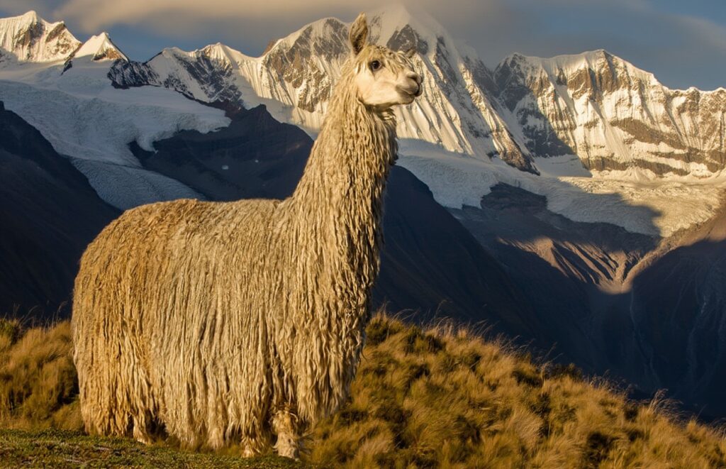 Peruvian camelids - Alpaca Suri