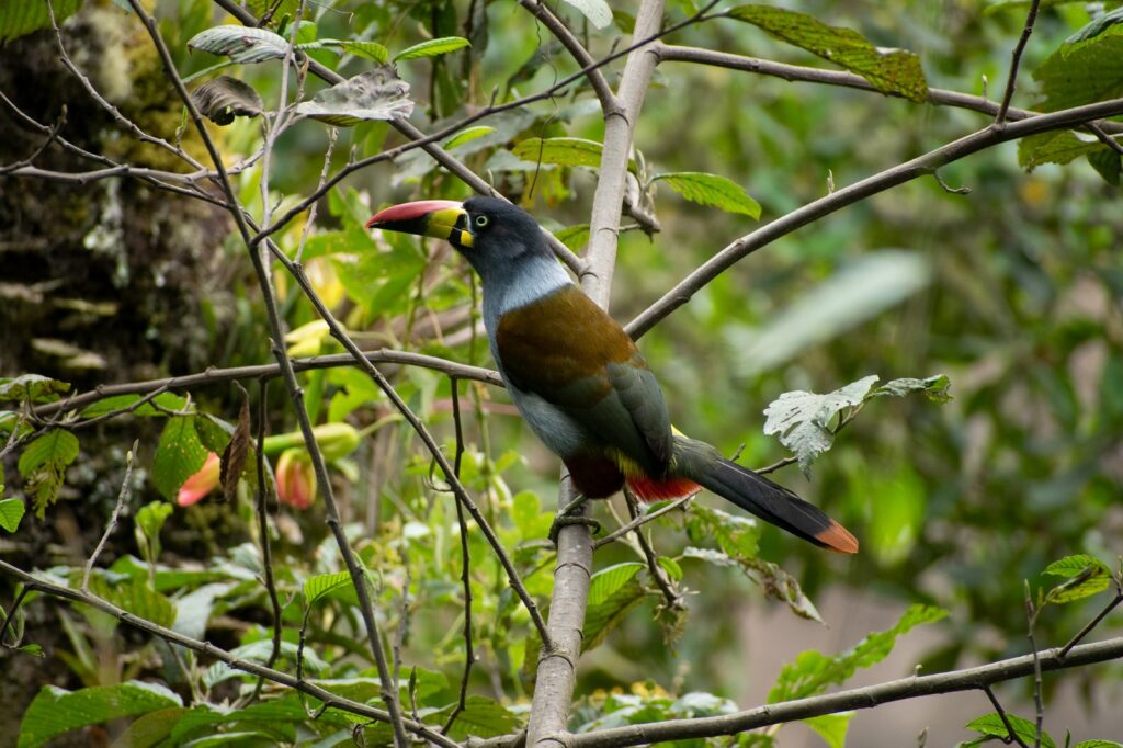 bd2053c9-7068-4804-9970-38dab0de713c birds of machu picchu