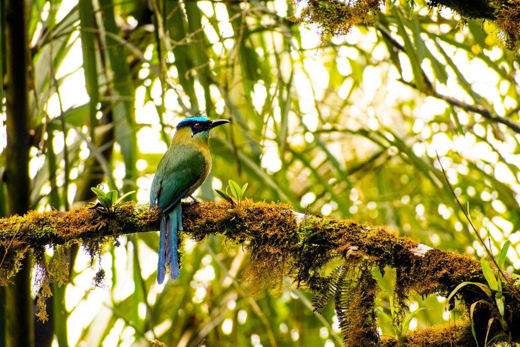 andean motmot andean motmot