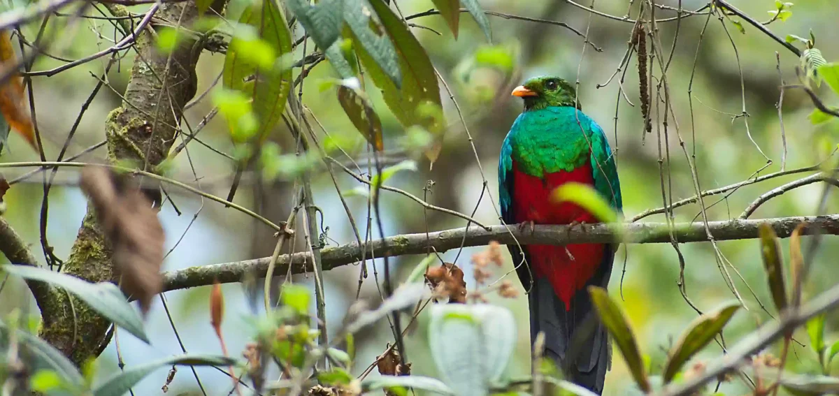 birdwatching in peru - Golden-headed Quetzal