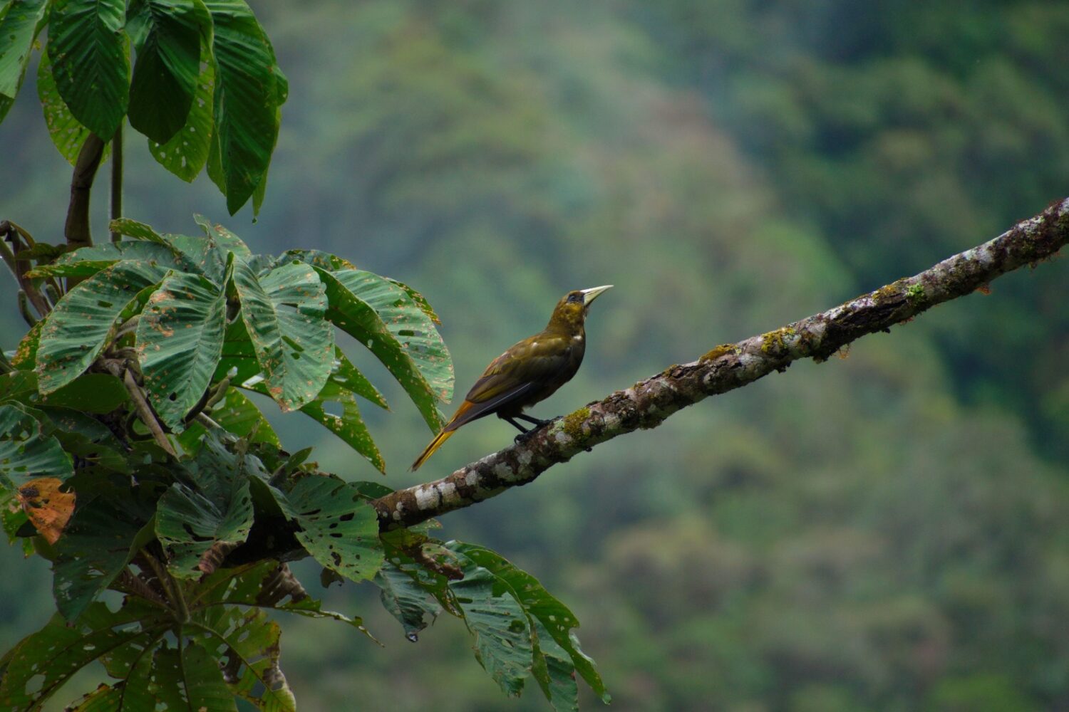 Dusky-green Oropendola